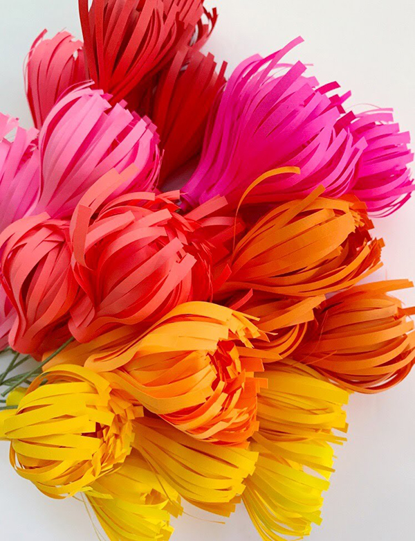 Fall Spider Mums
